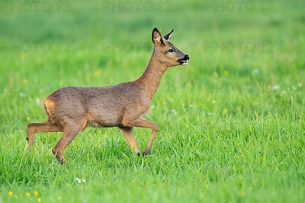 European roe deer