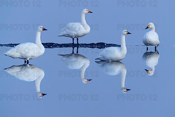 Tundra swan