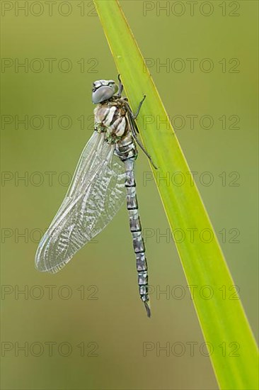 Emperor dragonfly