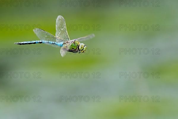 Emperor dragonfly