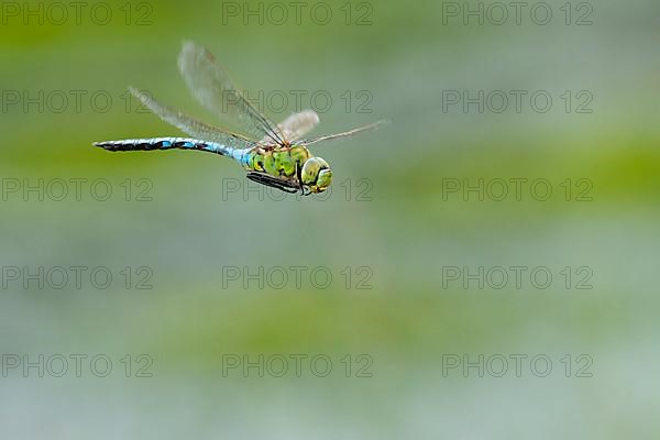 Emperor dragonfly