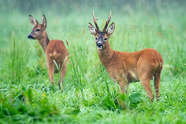 European roe deer