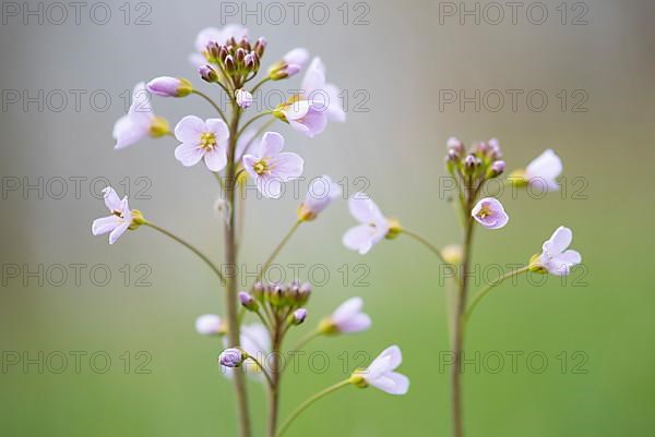 Cuckoo flower