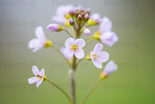 Cuckoo flower