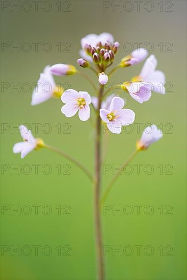 Cuckoo flower