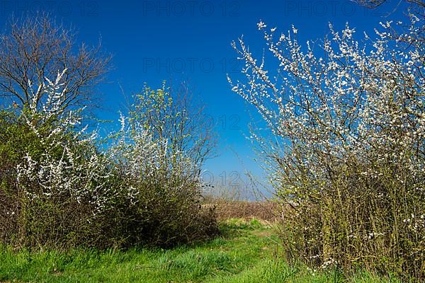 Blackthorn