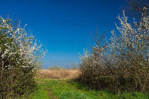 Blackthorn