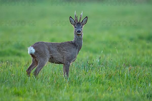 European roe deer