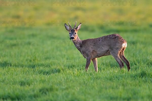 European roe deer