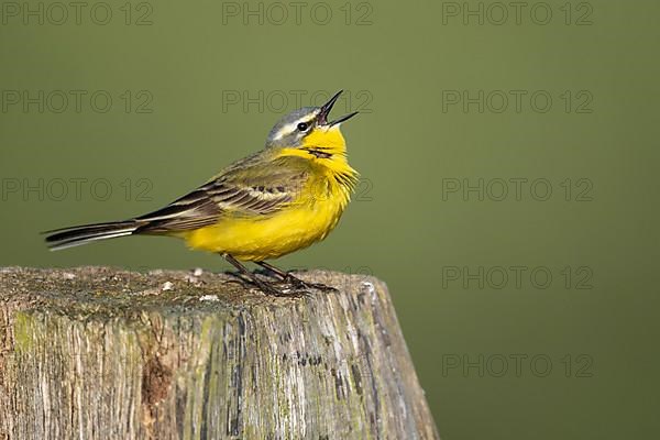 Song Wagtail