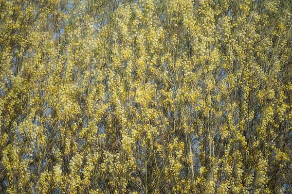 Flowering willow catkins