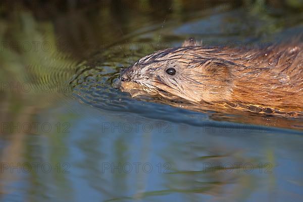 Swimming muskrat