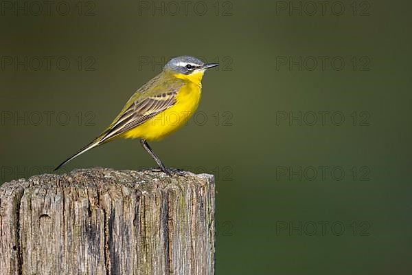 Western yellow wagtail