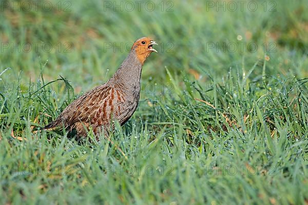 Courting gray partridge