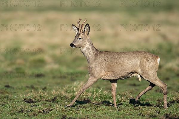 European roe deer