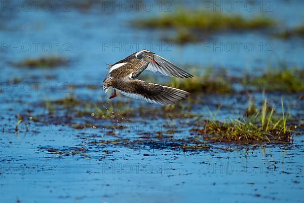 Common redshank