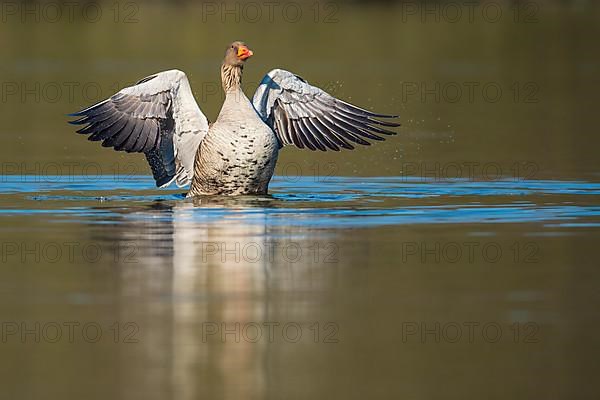 Greylag goose