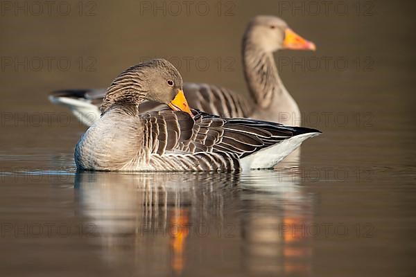 Greylag goose