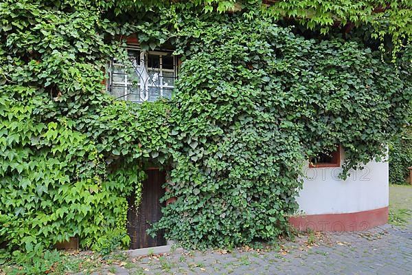 Old town hall built 16th century with overgrown vines in Puenderich an der Moselle