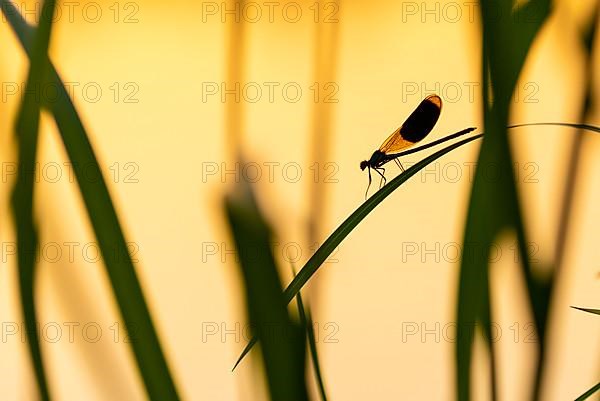 Banded demoiselle