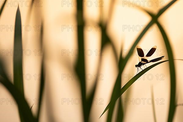 Banded demoiselle