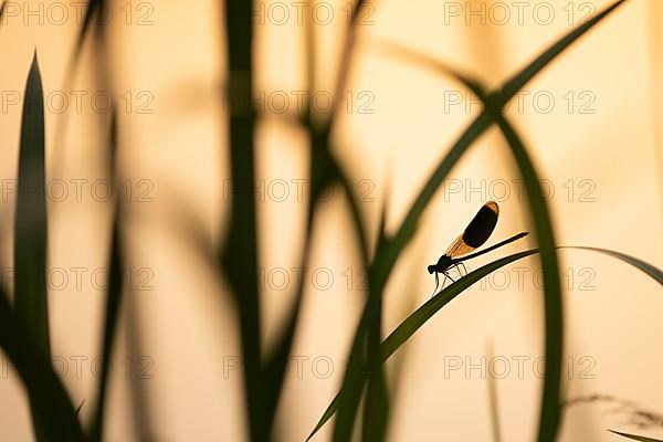 Banded demoiselle