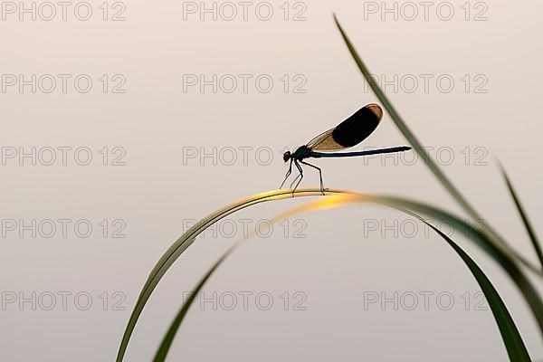 Banded demoiselle