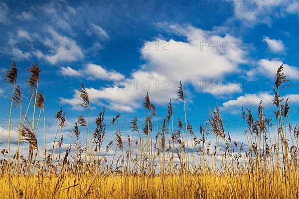 Clouds over the reeds on the southern shore of the Duemmer