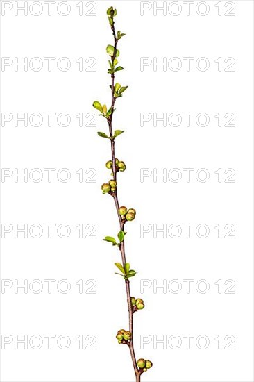 Ornamental quince