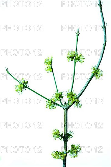 Cornelian cherry