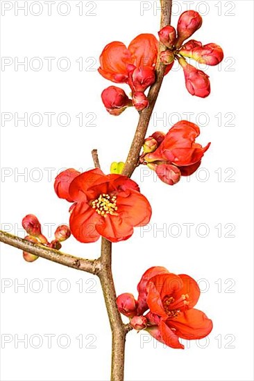 Ornamental quince