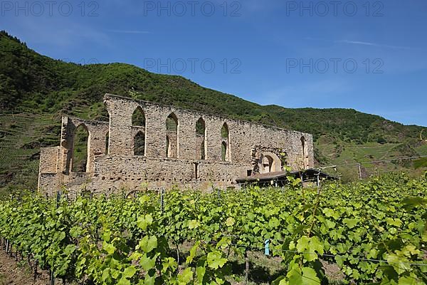 Stuben monastery ruins in the vineyards near Bremm