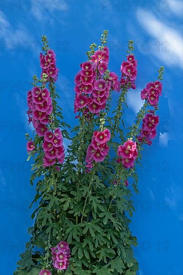 Common hollyhocks