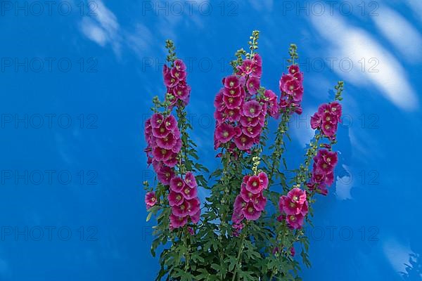 Common hollyhocks