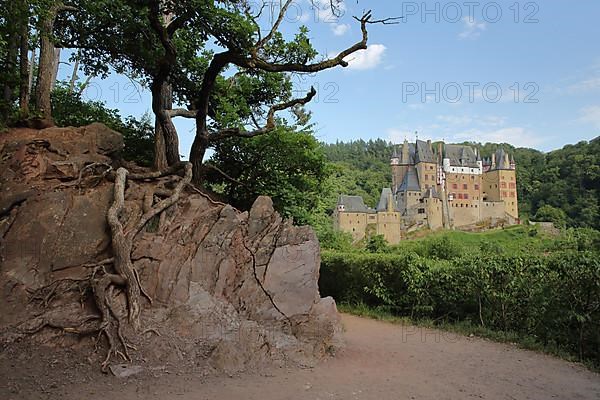 Eltz Castle built 12th century with tree root in Wierschem