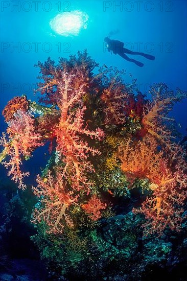 Backlight shot of colony of soft corals