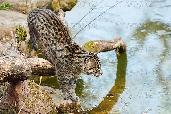 Fishing cat