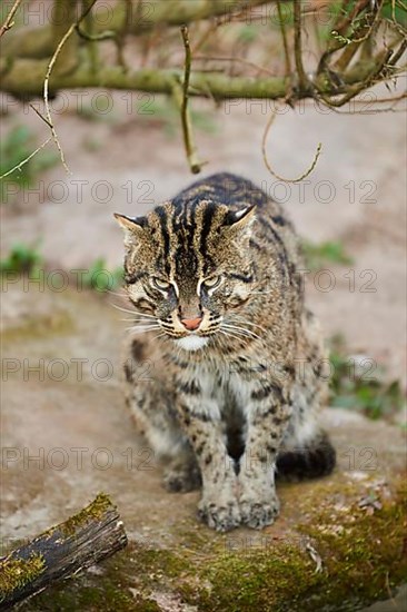 Fishing cat