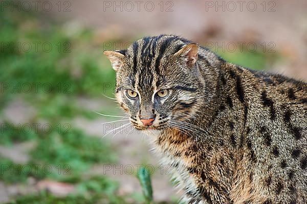 Fishing cat