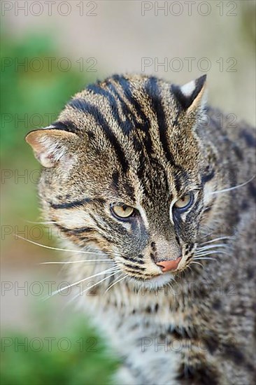 Fishing cat