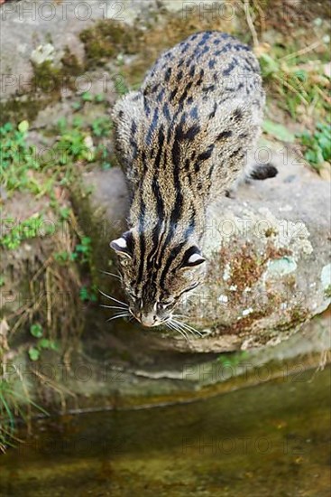 Fishing cat