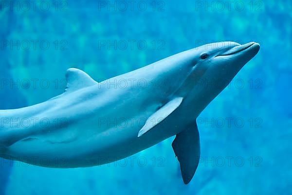 Atlantic bottlenose dolphin