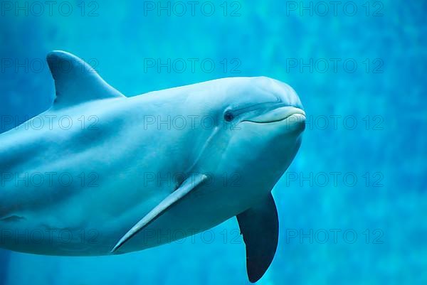 Atlantic bottlenose dolphin