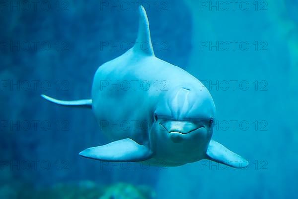 Atlantic bottlenose dolphin