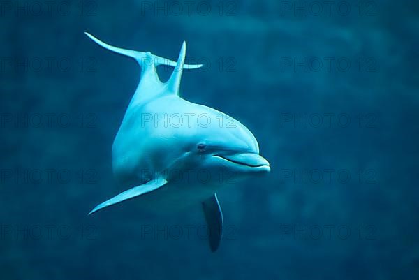 Atlantic bottlenose dolphin