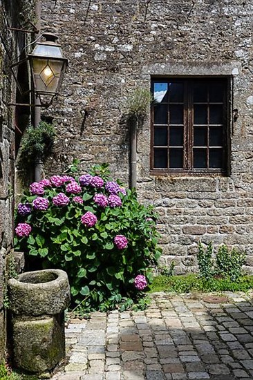 Hydrangeas in front of an old stone house