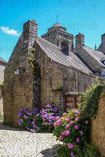 Hydrangeas in front of old stone house