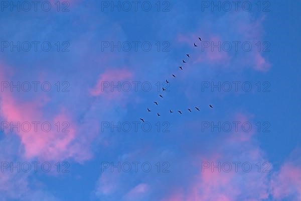 Flock of birds