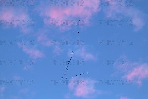 Flock of birds