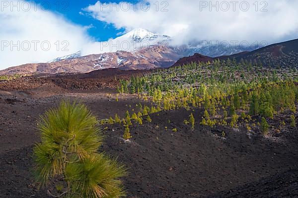 Canary island pines